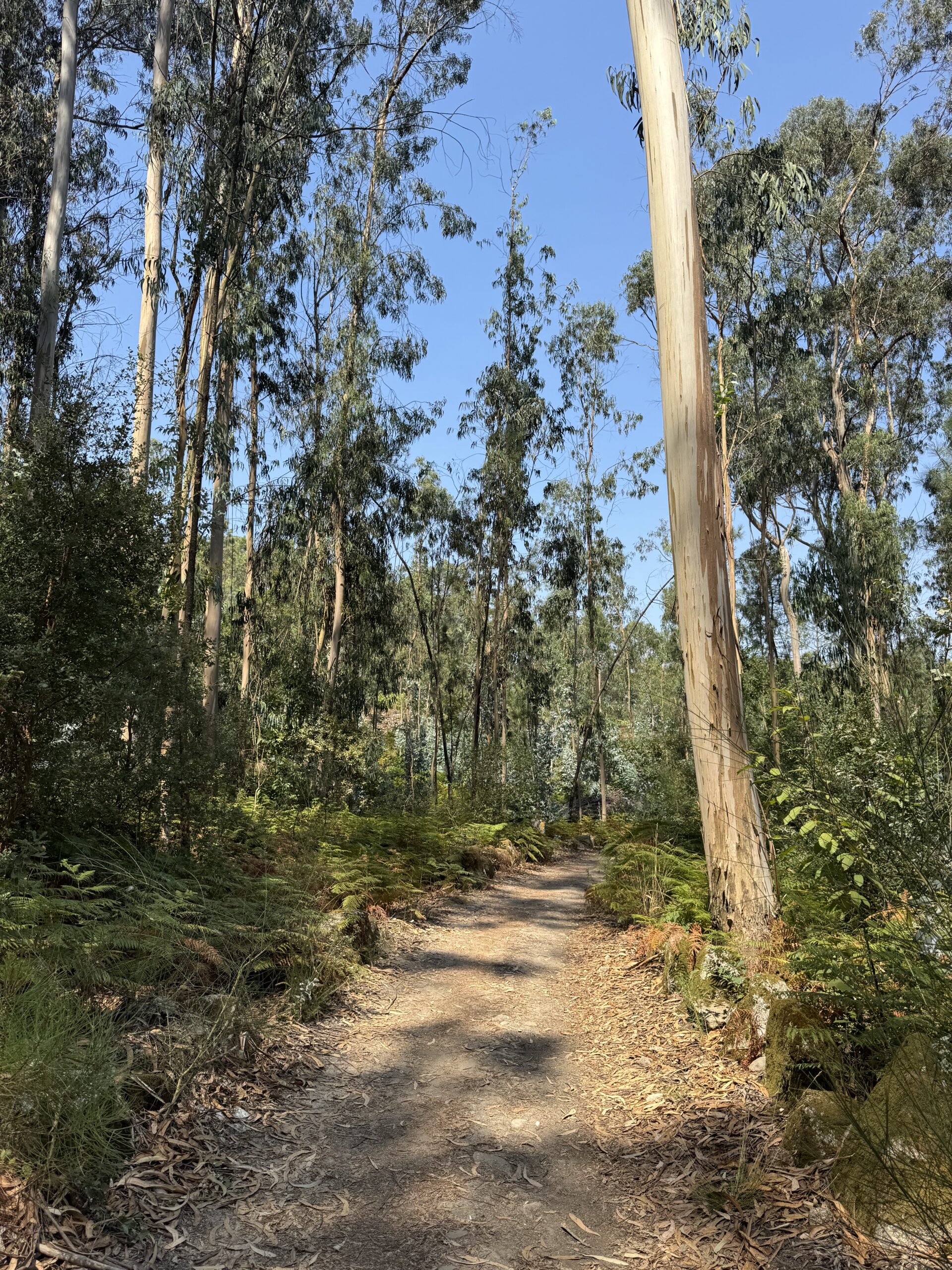 Eukalyptuswald Zentralweg
