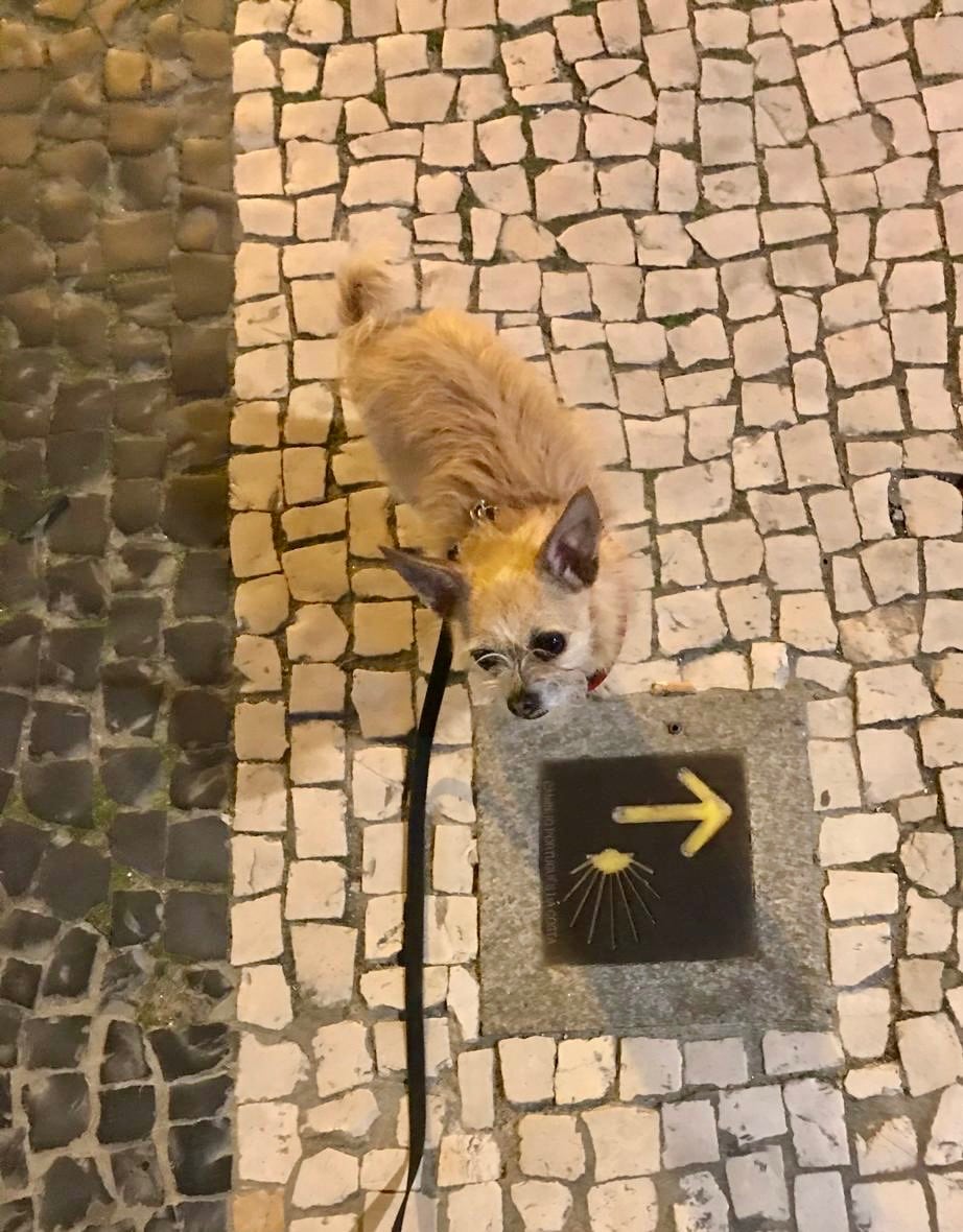 Hund auf Jakobsweg in Porto