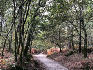 Die erste Etappe des Camino Finesterre zwischen Santiago und Negreira