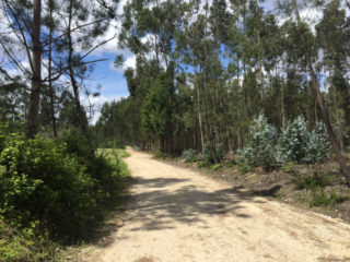 Pilgerweg bei Santa Luzia