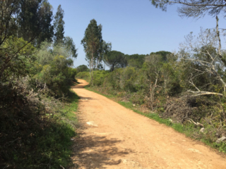 Wanderweg Lissabon-Porto, südlich von Condeixa-a-Nova