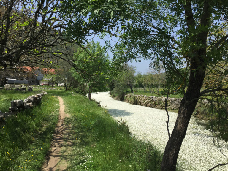 Pilgerweg am mit Blüten gefülltem Fluss
