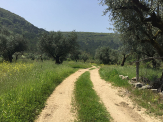 Pilgerweg Lissabon-Porto, südlich von Condeixa-a-Nova