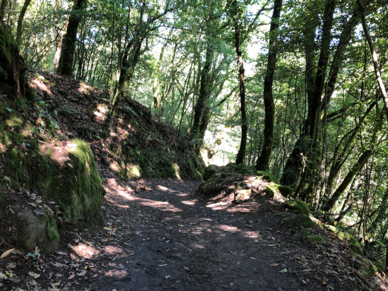 Pilgerweg im Wald