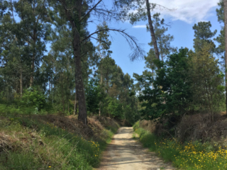 Wandern durch die Natur in der Nähe von Barcelos auf dem Inlandsweg