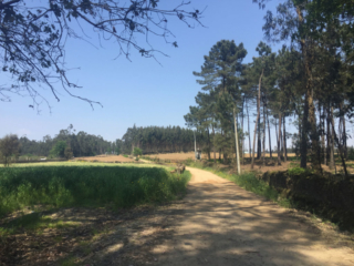 Pilgerweg in der Nähe von Rates (Inlandsvariante des portugiesischen Jakobswegs)