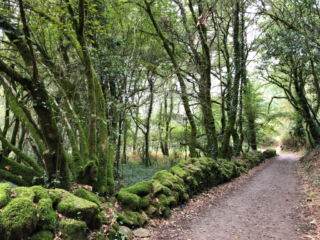 Vermosster Wald nördlich von Pontevedra